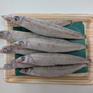 ニギス(中）（40ｇ～60ｇ）8尾セット