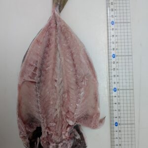 どんちっちアジ（大）1尾160ｇ～190ｇ