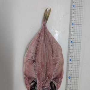どんちっちアジ(中）1尾140ｇ～160ｇ